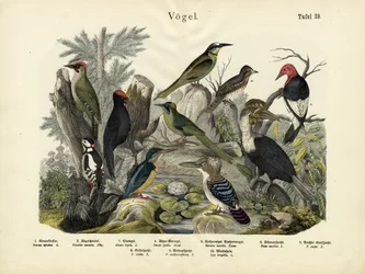 Oiseaux, vers 1860